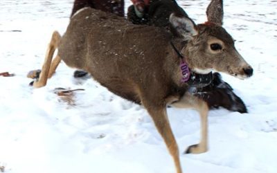 Return Radio Collars From Harvested Deer