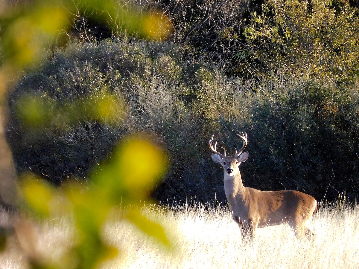 young whitetail buck