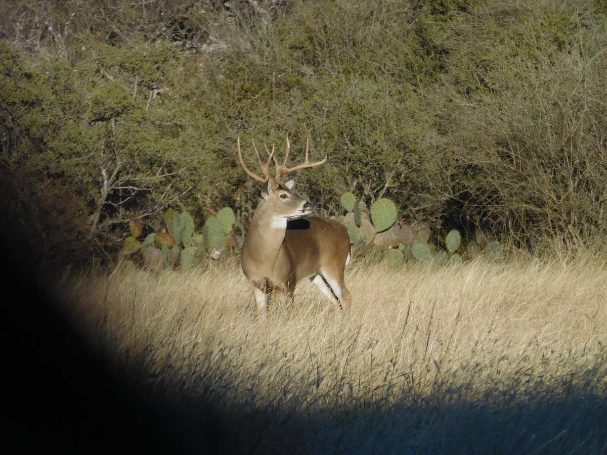 mature whitetail buck