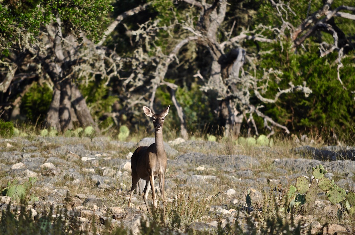 whitetail doe