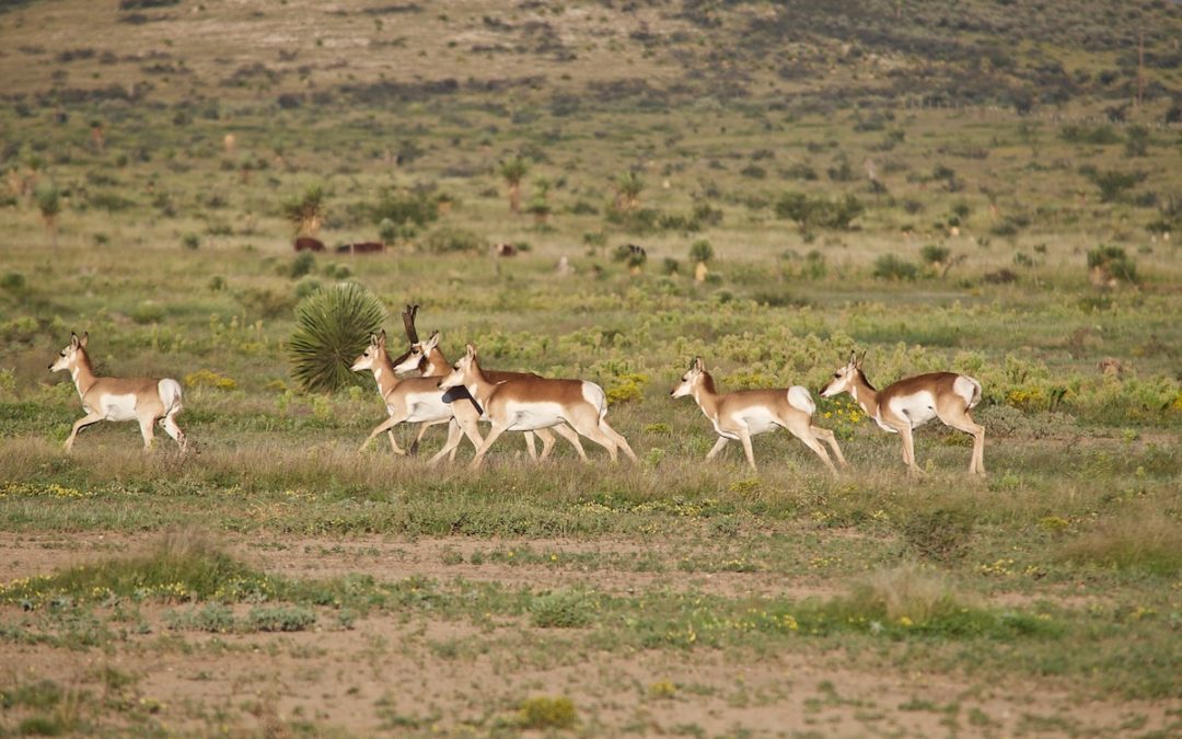 What’s A Good Pronghorn Cartridge?