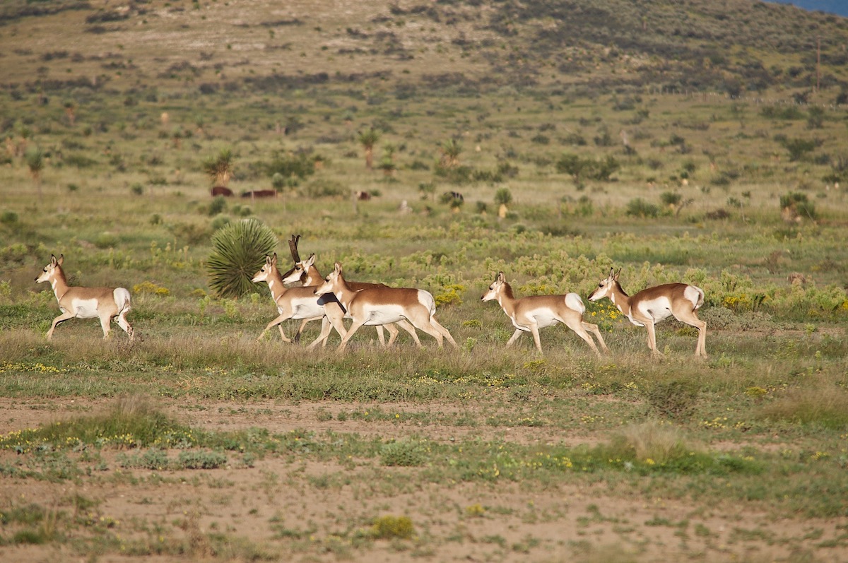 buck antelope with does in grassland