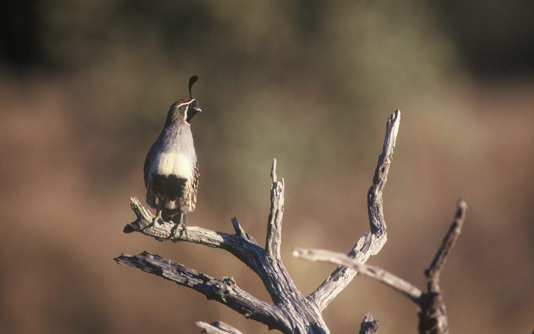 2019-20 Arizona Quail Hunt Forecast Looks Good