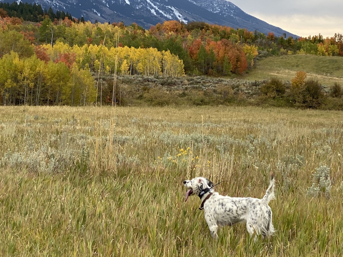 setter in field