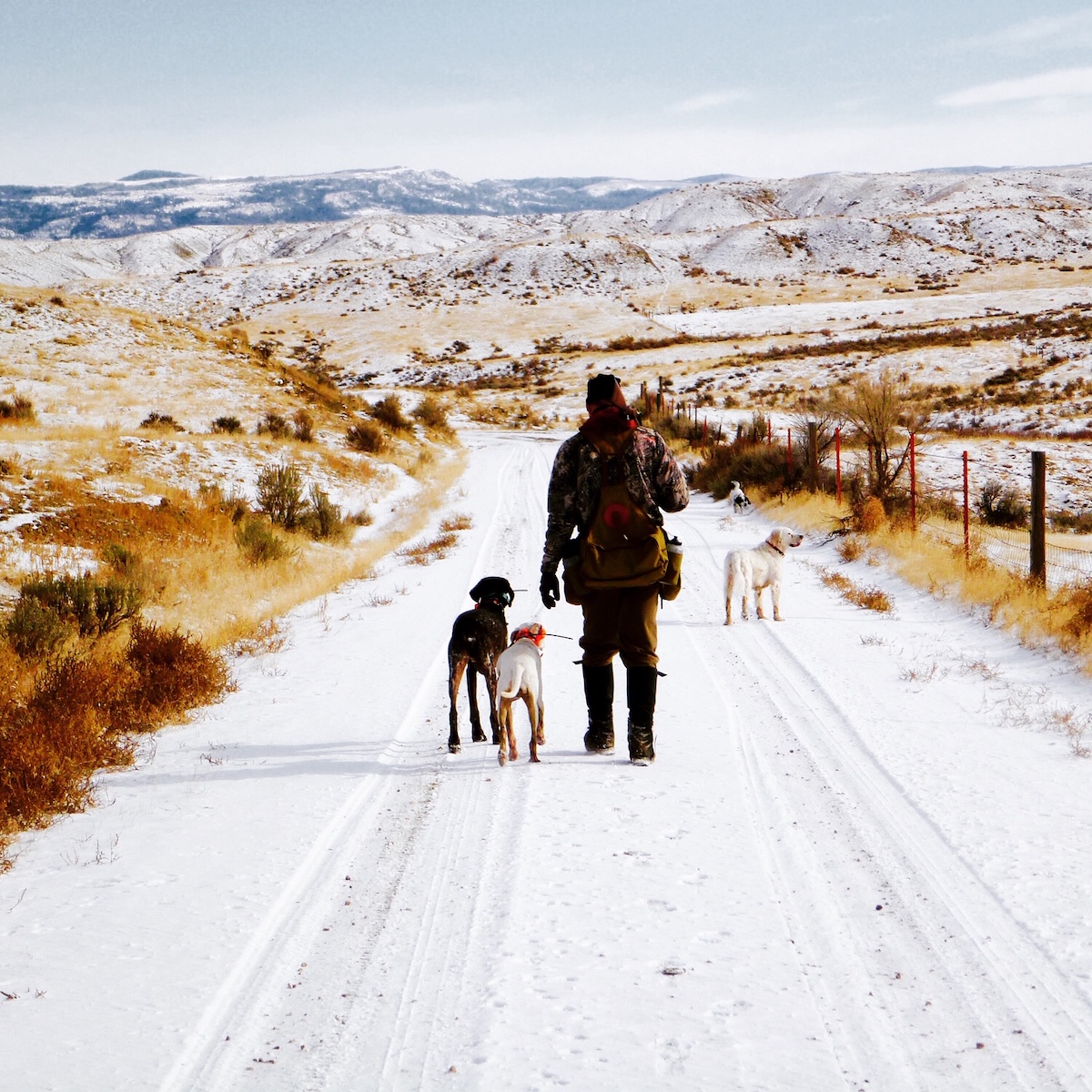 hunter with bird dogs walking down snowy road