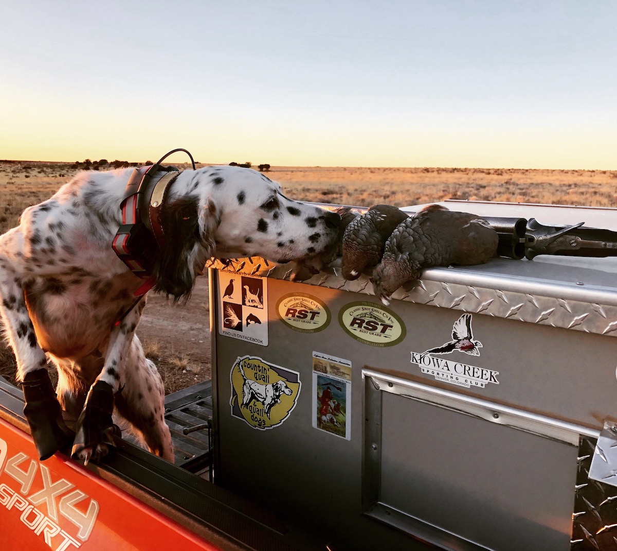 Setter sniffing dead birds