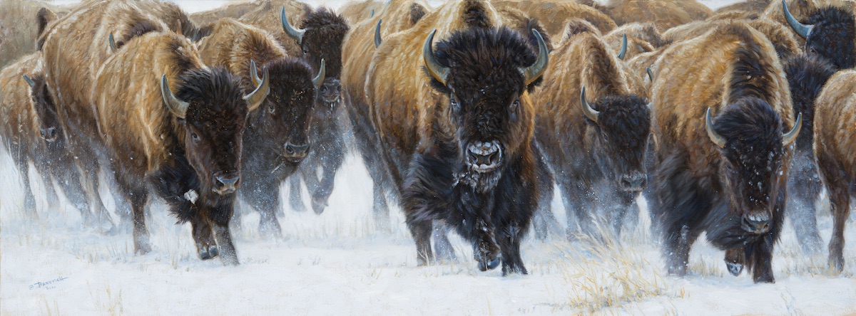 Master of the Herd by John Banovich.