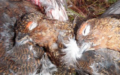 Grouse In The Heather