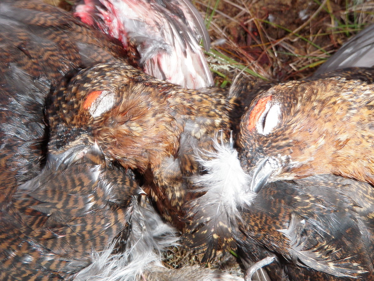 red grouse in game bag