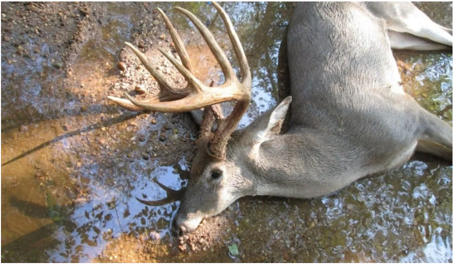 Buck found dead in water with no signs of trauma. 