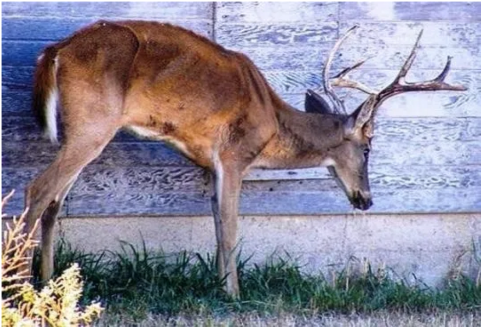 5 Times To Be Worried About Sick-Looking Deer