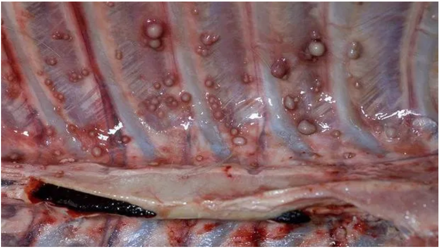 Lesions lining the rib cage of a white-tailed deer with tuberculosis. 