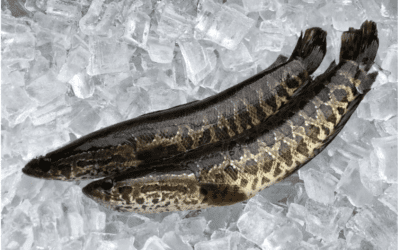 Invasive Northern Snakeheads Found In Georgia
