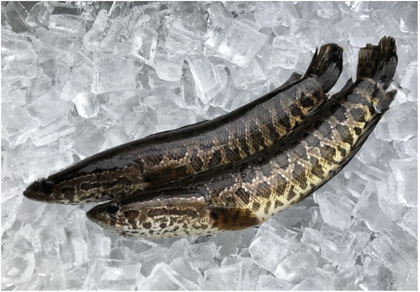 Juvenile northern snakehead fish