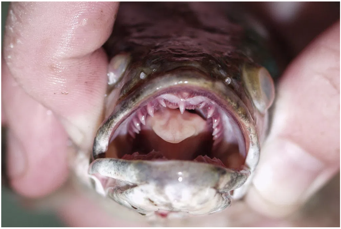 mouth and teeth of snakehead fish