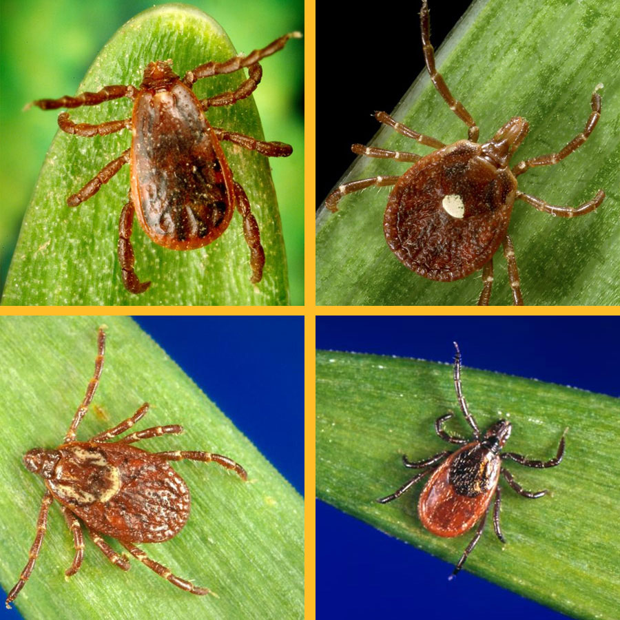 common ticks