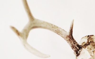 South Carolina Antler Measuring Sessions