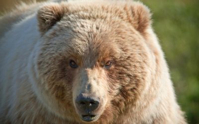 Montana Cautions Bird Hunters: Be Bear Aware