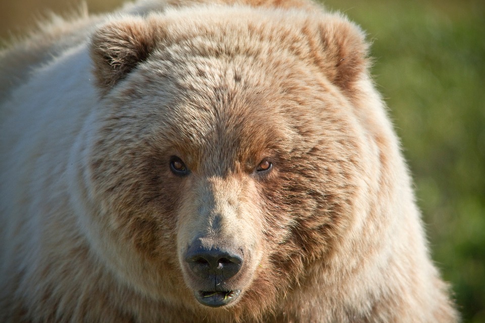 Montana Cautions Bird Hunters: Be Bear Aware