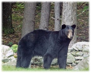 black bear in woods