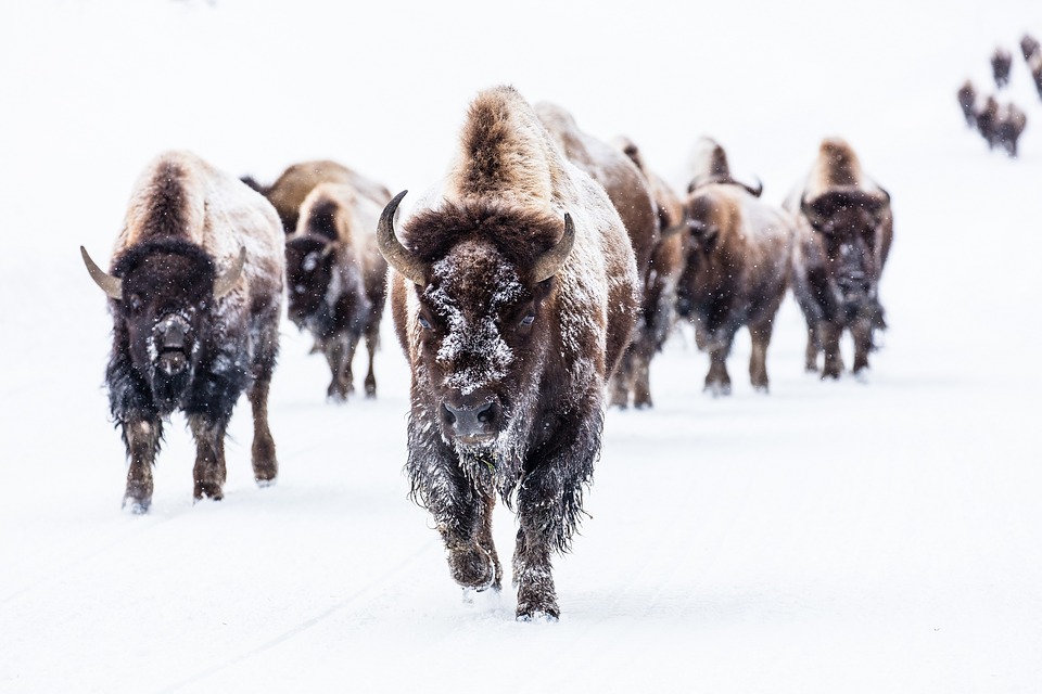 bison herd running in snow