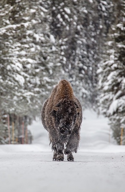 bison walking down snowy road