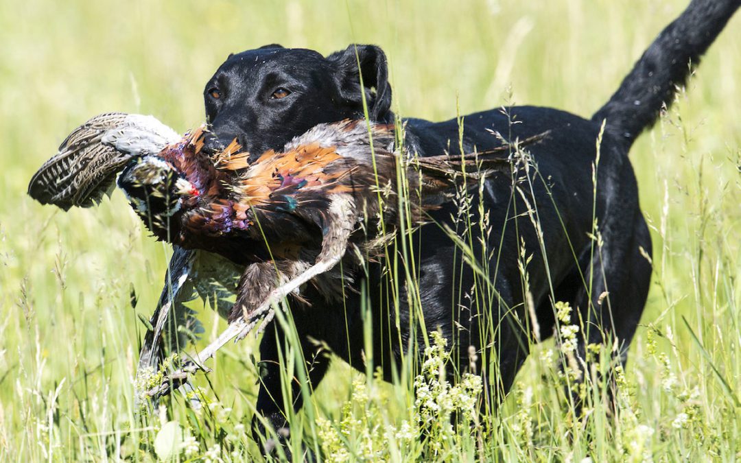 what is a good pheasant hunting dog