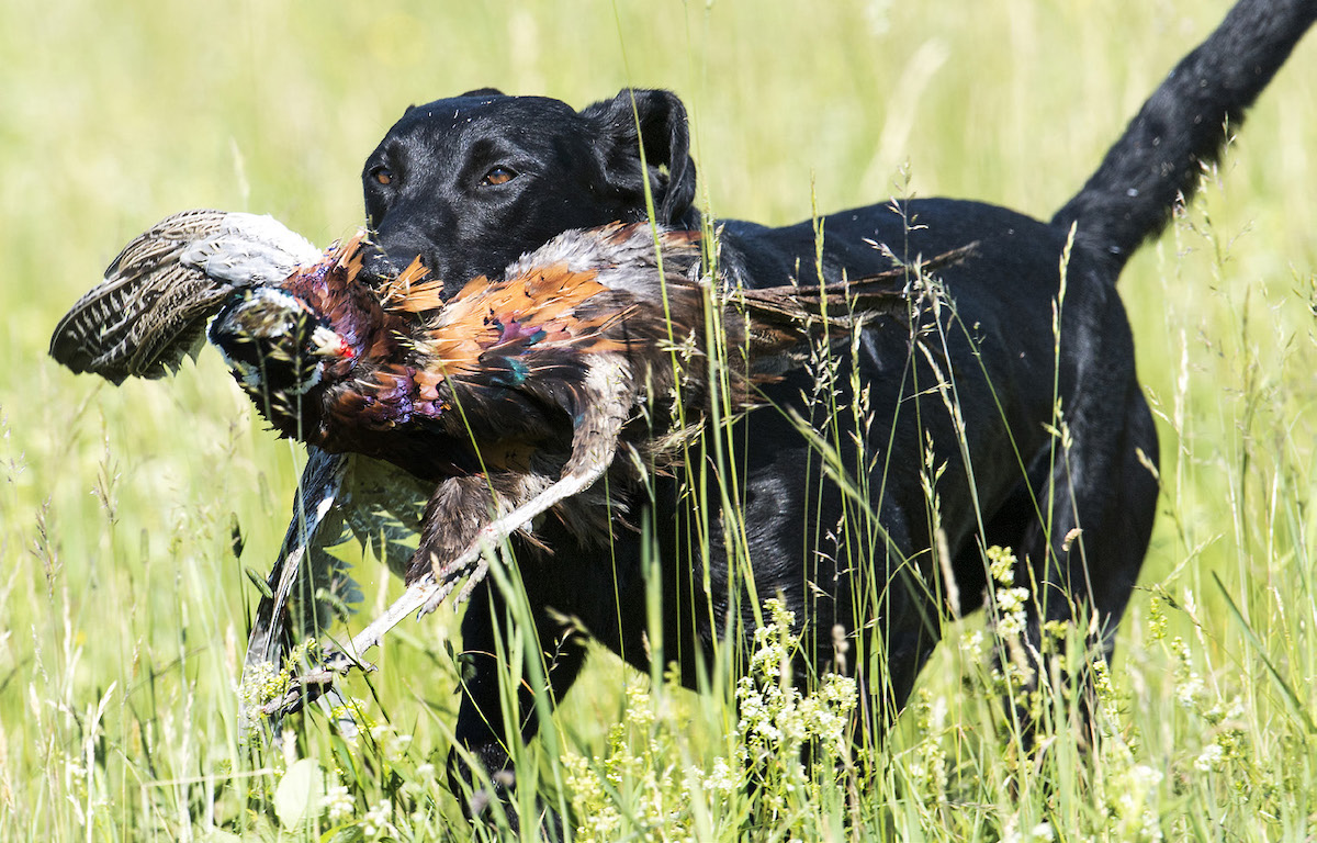 Lab retrieving pheasant