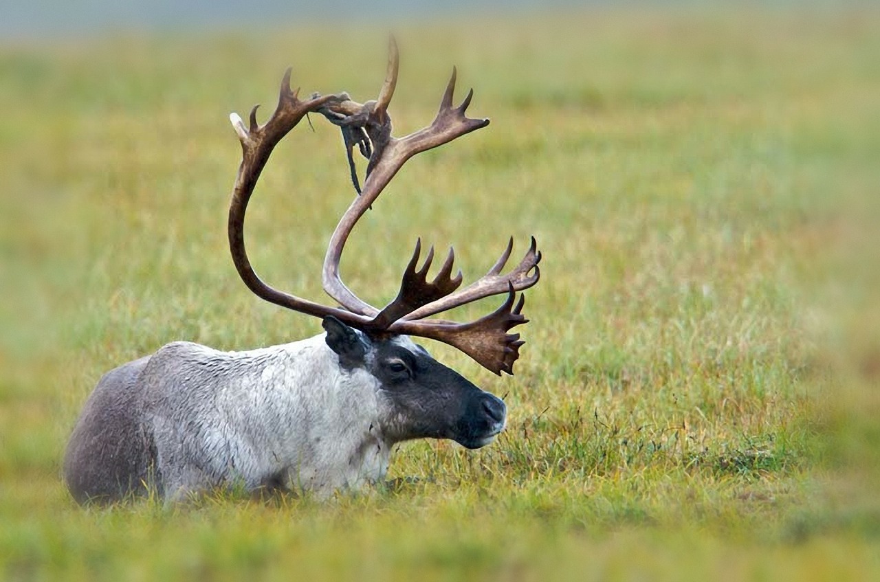 bull caribou in meadow