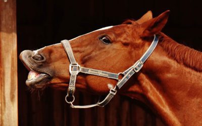 Horses I Have Known: The Commuter  