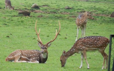 Hawaii Announces 2020 Lana’i Axis Deer Season