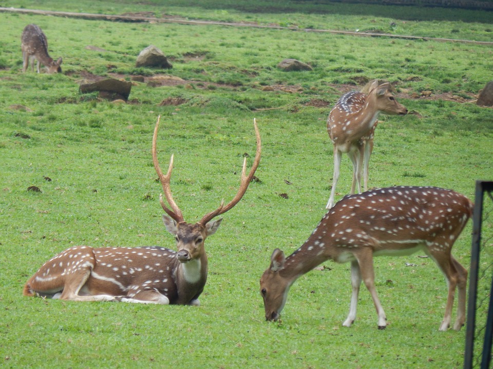 axis deer buck laying in field with doe feeding