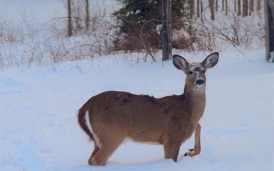 2019 Minnesota Deer Forecast
