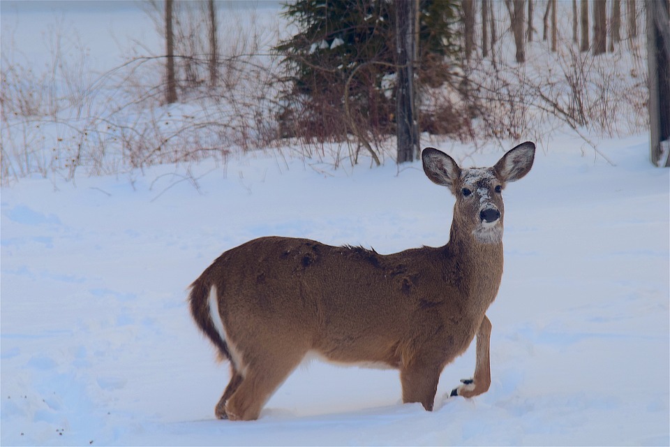 whitetail doe in snow