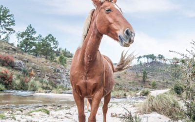 Horses I Have Known: The Inhaler 