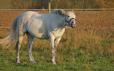 Horses I Have Known: The Leaner 