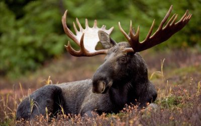 Enter the 2020 New Hampshire Moose Hunt Lottery Today