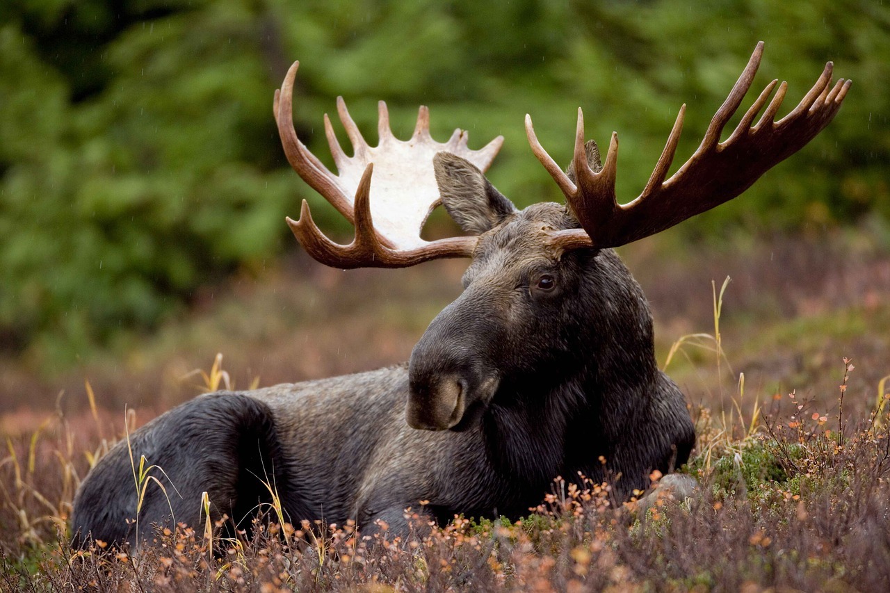 moose laying in field