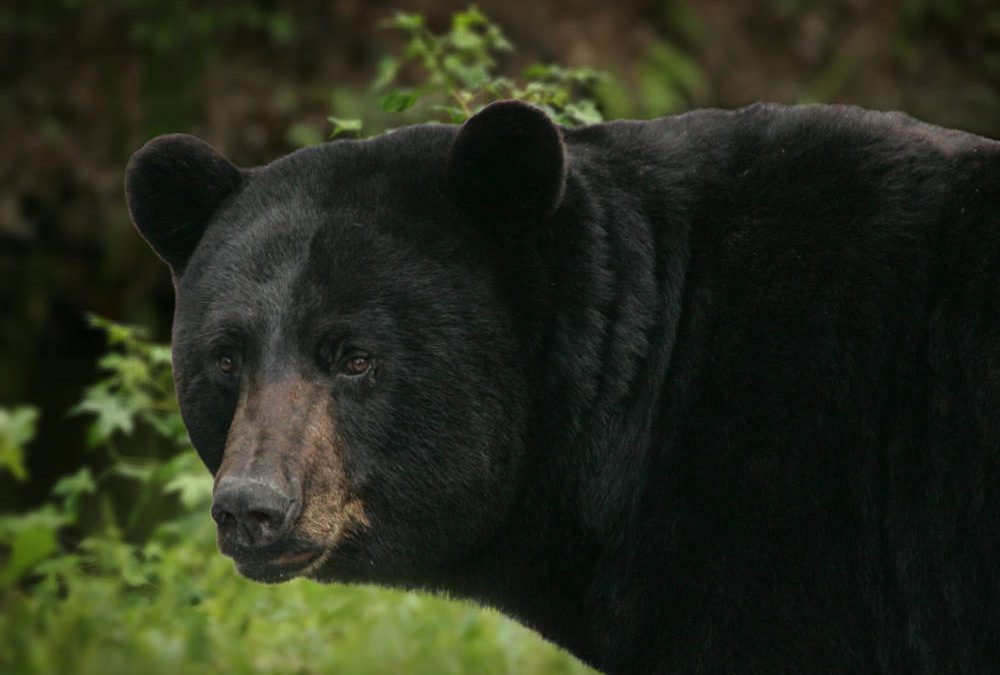 South Carolina Increases Bear Hunting Opportunities