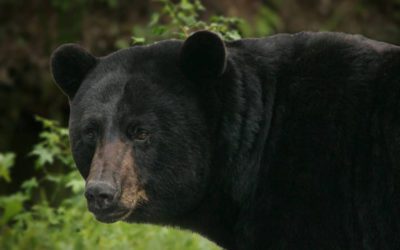 South Carolina Increases Bear Hunting Opportunities
