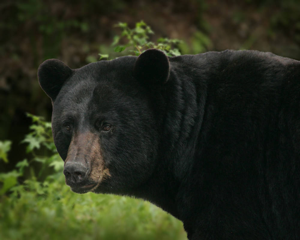 Black bear headshot