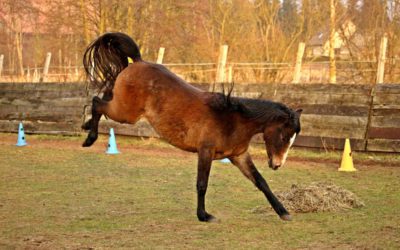 Horses I Have Known: Pack Train Broncos  