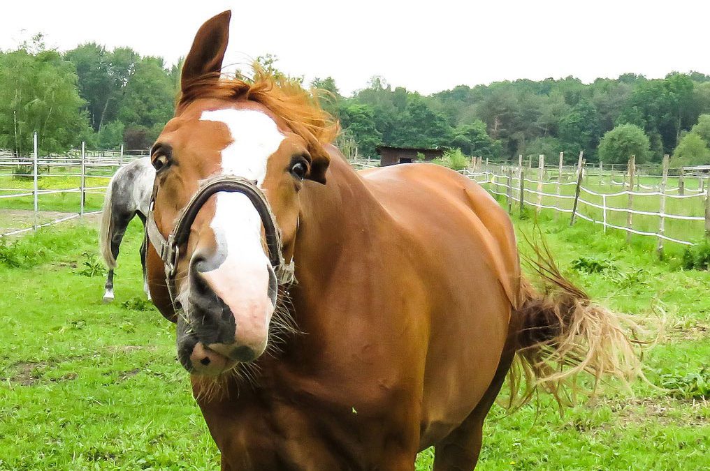 Horses I Have Known: The Paranoid Schizophrenic  