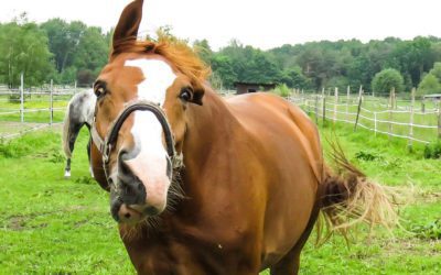 Horses I Have Known: The Paranoid Schizophrenic  