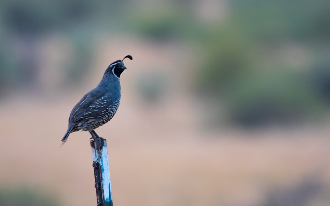 Utah Quail And Pheasant Forecast Sporting Classics Daily