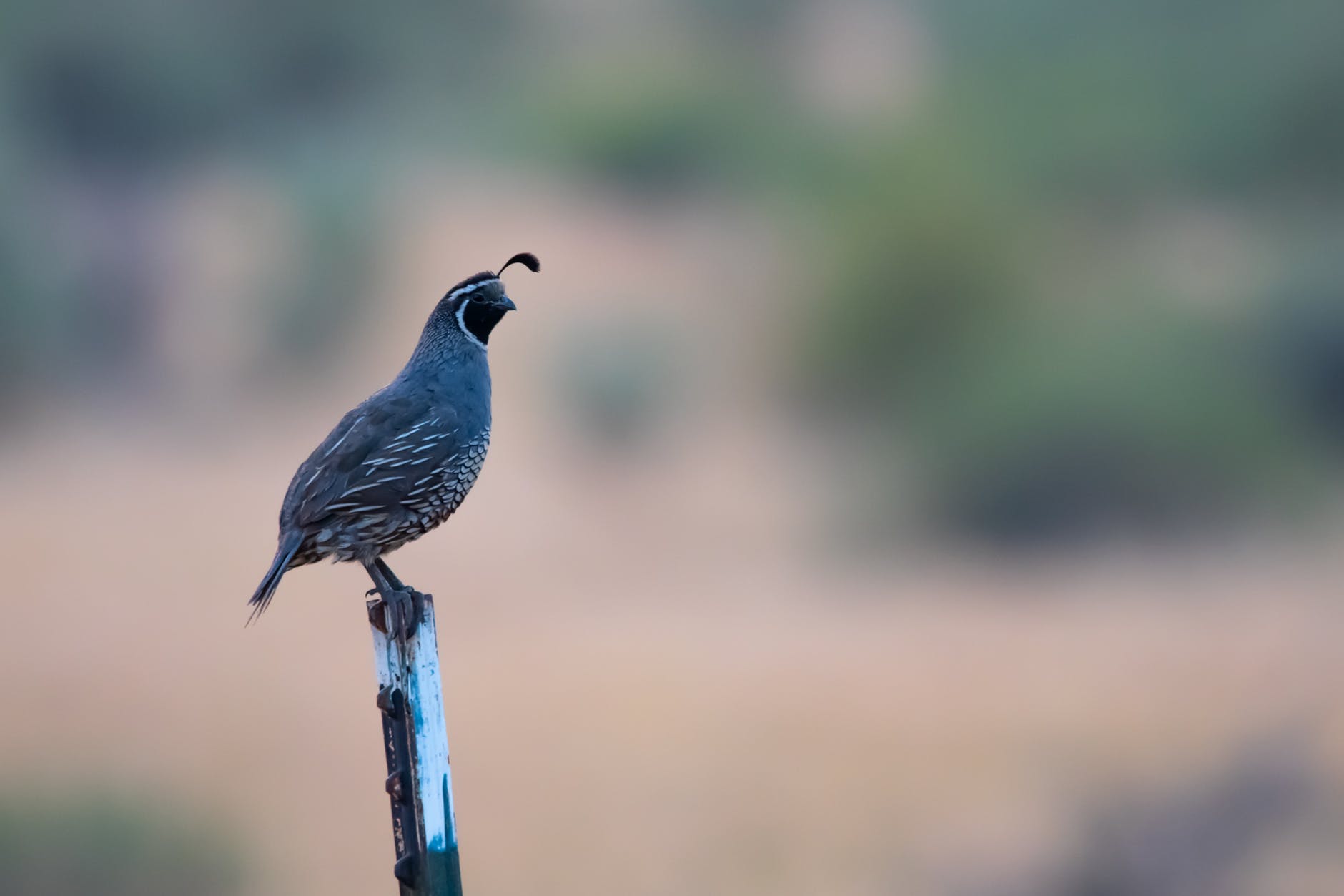 gambil's quail on fence post