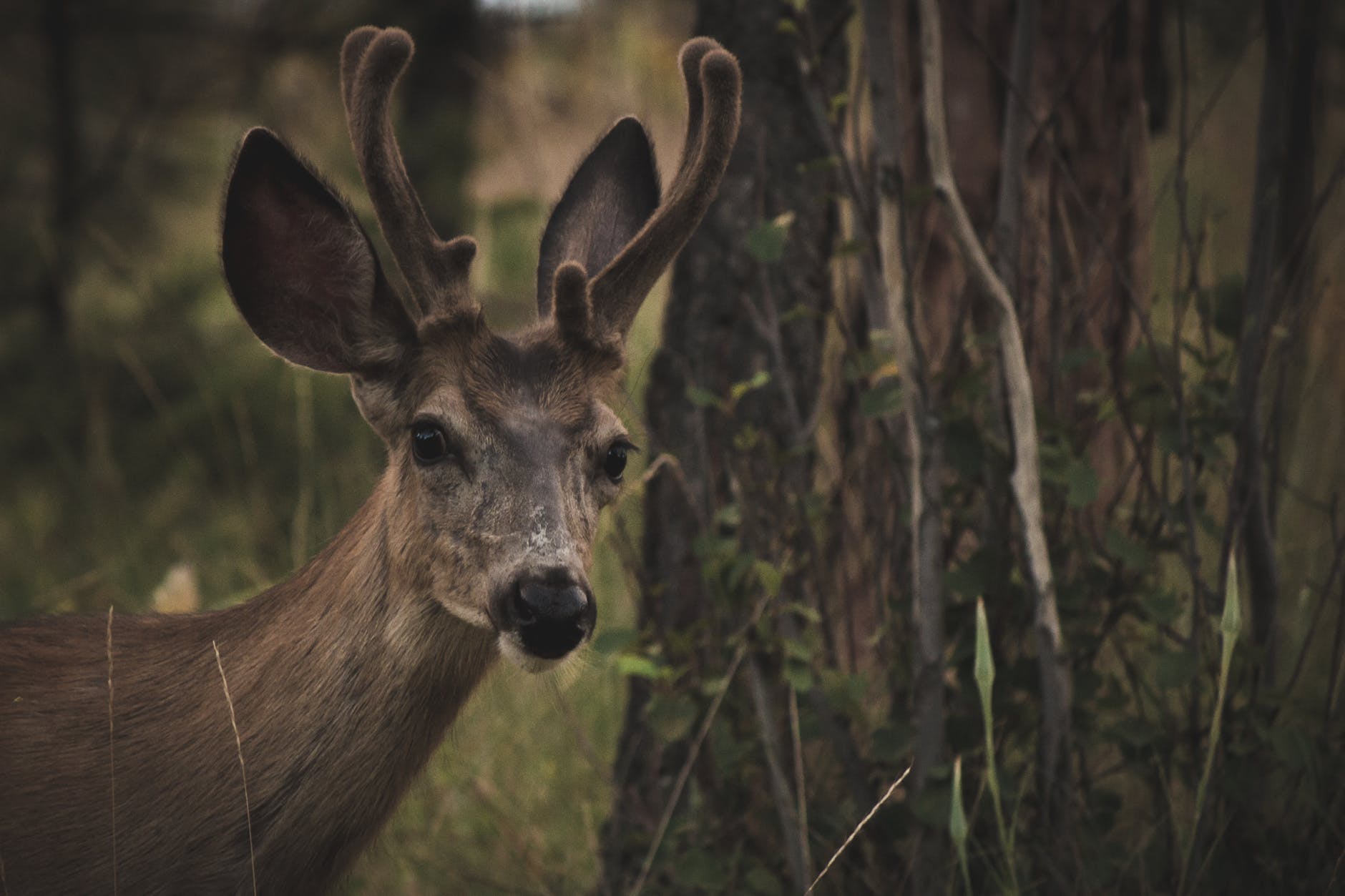 Deer antlers – a sometimes impressive sight!