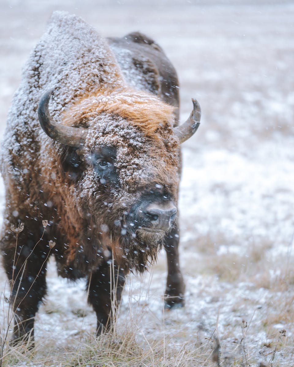 bison in snow