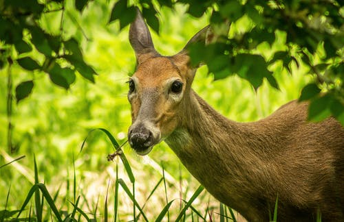 whitetail doe