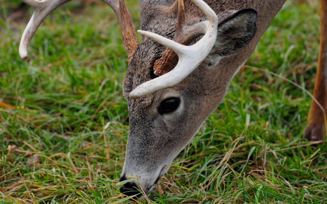 8-points-about-deer-antlers-sporting-classics-daily